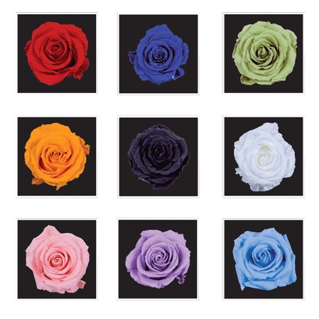 Colori Rose Flower Cube