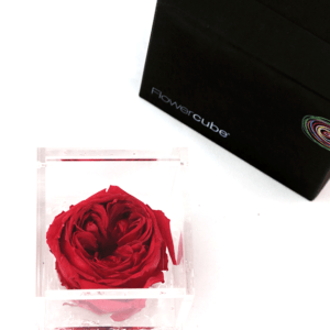 Flower Cube Inglese