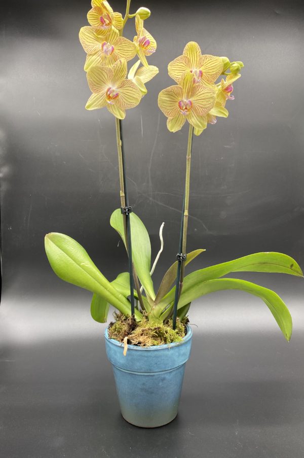 Phalenopsis screziata